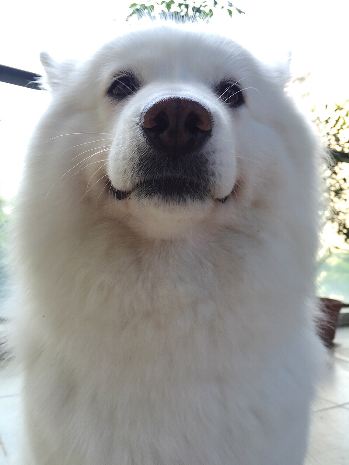 火狐电竞_中国的一定是世界的—《大吉祥》与澳门,文化与历史的共振(图1) 火狐电竞官网