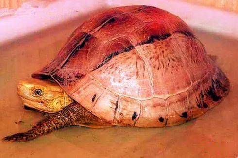 火狐电竞官网|
瞳之夭夭 每只图画闭壳龟都有着谜一般的双眼(图2) 火狐电竞官网|
瞳之夭夭 每只图画闭壳龟都有着谜一般的双眼(图2)