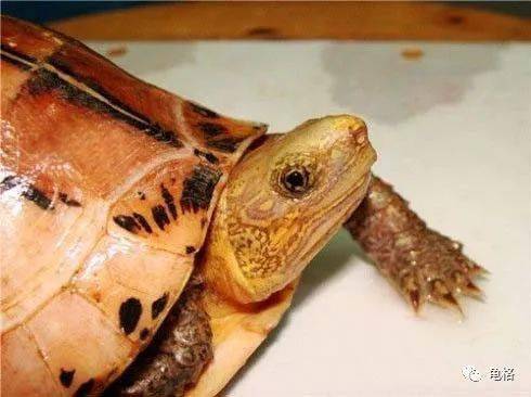 火狐电竞官网|
瞳之夭夭 每只图画闭壳龟都有着谜一般的双眼(图3) 火狐电竞官网|
瞳之夭夭 每只图画闭壳龟都有着谜一般的双眼(图3)