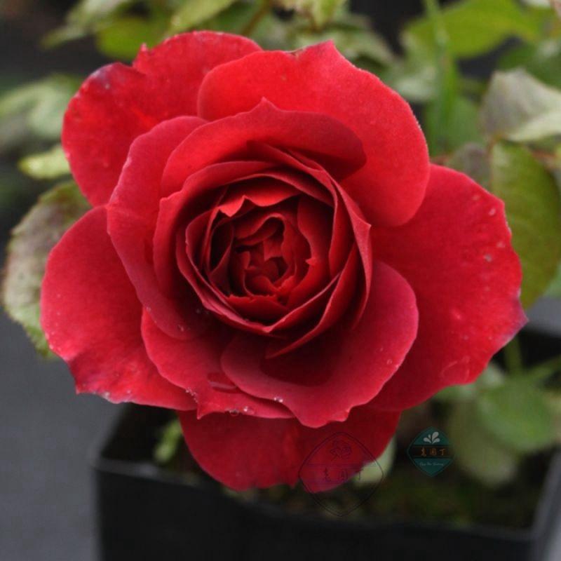 好莱坞大片《天使陷落》定档12月31日 ,“陷落宇宙”炸裂升级 硬核保镖强势回归-火狐电竞(图2) 火狐电竞平台